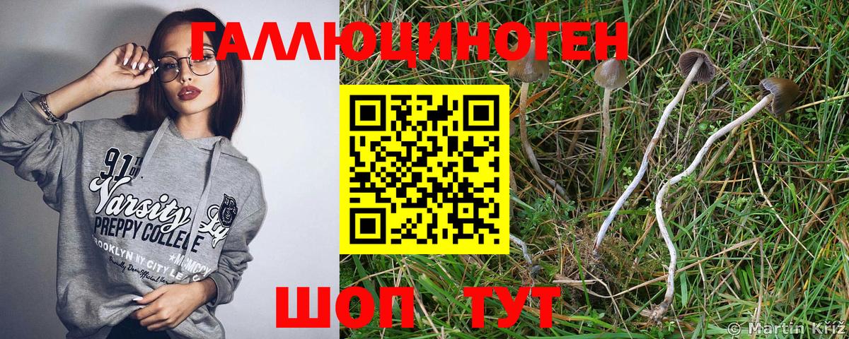 Кубинка  Псилоцибиновые грибы Psilocybine cubensis  Вход с VPN 